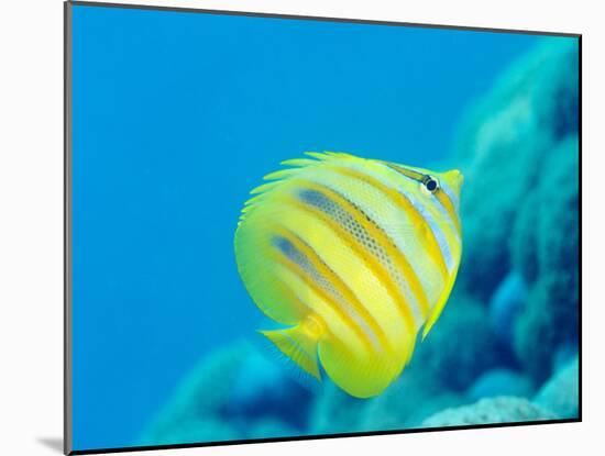 Rainford's Butterflyfish (Chaetodon Rainfordi), Cairns, Queensland, Australia, Pacific-Louise Murray-Mounted Photographic Print