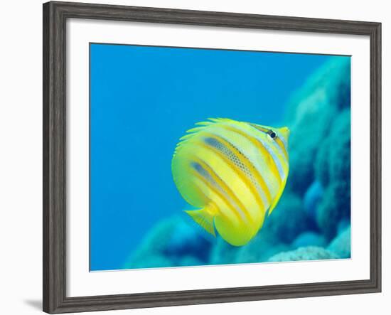 Rainford's Butterflyfish (Chaetodon Rainfordi), Cairns, Queensland, Australia, Pacific-Louise Murray-Framed Photographic Print