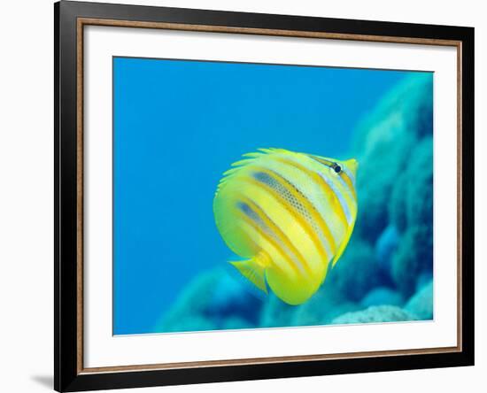 Rainford's Butterflyfish (Chaetodon Rainfordi), Cairns, Queensland, Australia, Pacific-Louise Murray-Framed Photographic Print