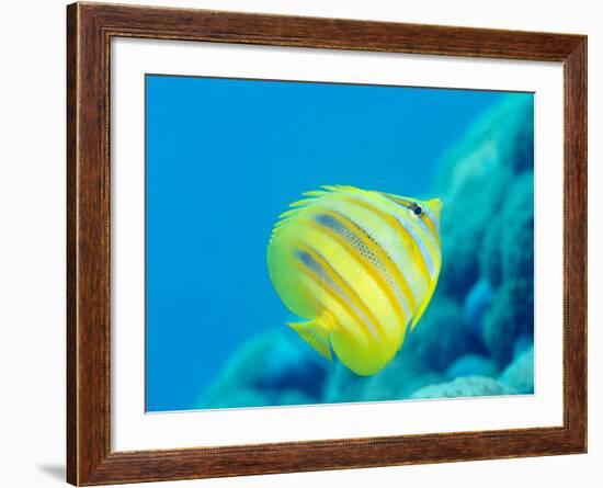 Rainford's Butterflyfish (Chaetodon Rainfordi), Cairns, Queensland, Australia, Pacific-Louise Murray-Framed Photographic Print