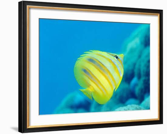 Rainford's Butterflyfish (Chaetodon Rainfordi), Cairns, Queensland, Australia, Pacific-Louise Murray-Framed Photographic Print