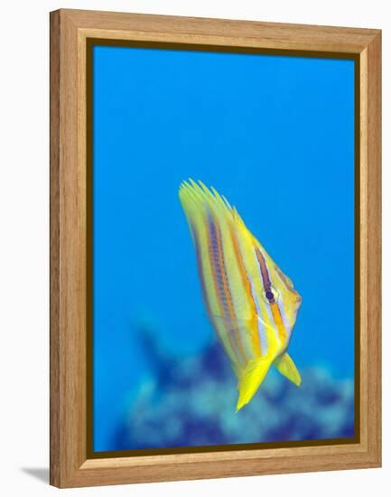 Rainford's Butterflyfish (Chaetodon Rainfordi), Cairns, Queensland, Australia, Pacific-Louise Murray-Framed Premier Image Canvas