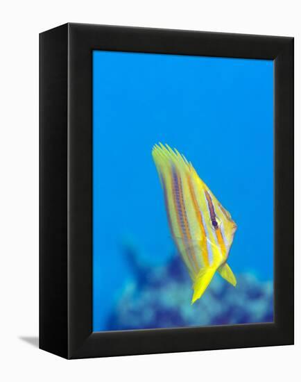 Rainford's Butterflyfish (Chaetodon Rainfordi), Cairns, Queensland, Australia, Pacific-Louise Murray-Framed Premier Image Canvas