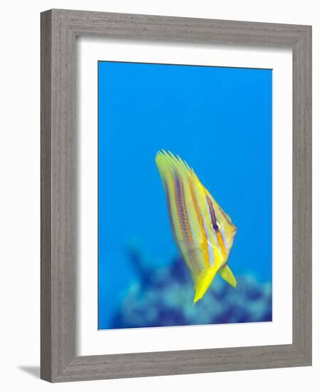 Rainford's Butterflyfish (Chaetodon Rainfordi), Cairns, Queensland, Australia, Pacific-Louise Murray-Framed Photographic Print