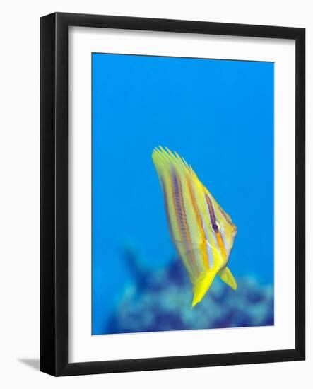 Rainford's Butterflyfish (Chaetodon Rainfordi), Cairns, Queensland, Australia, Pacific-Louise Murray-Framed Photographic Print