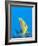 Rainford's Butterflyfish (Chaetodon Rainfordi), Cairns, Queensland, Australia, Pacific-Louise Murray-Framed Photographic Print