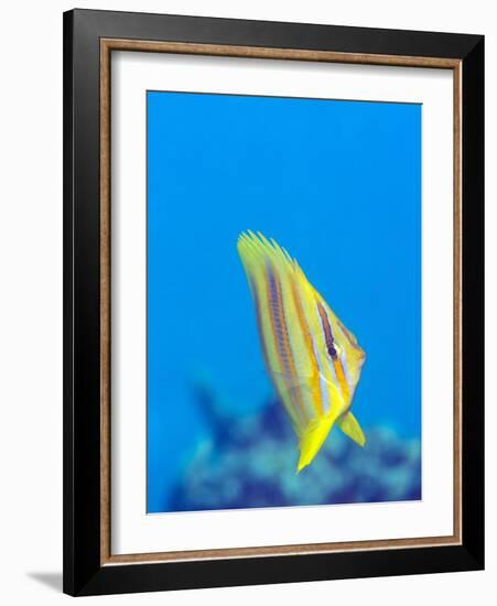 Rainford's Butterflyfish (Chaetodon Rainfordi), Cairns, Queensland, Australia, Pacific-Louise Murray-Framed Photographic Print