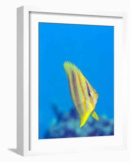 Rainford's Butterflyfish (Chaetodon Rainfordi), Cairns, Queensland, Australia, Pacific-Louise Murray-Framed Photographic Print