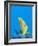 Rainford's Butterflyfish (Chaetodon Rainfordi), Cairns, Queensland, Australia, Pacific-Louise Murray-Framed Photographic Print