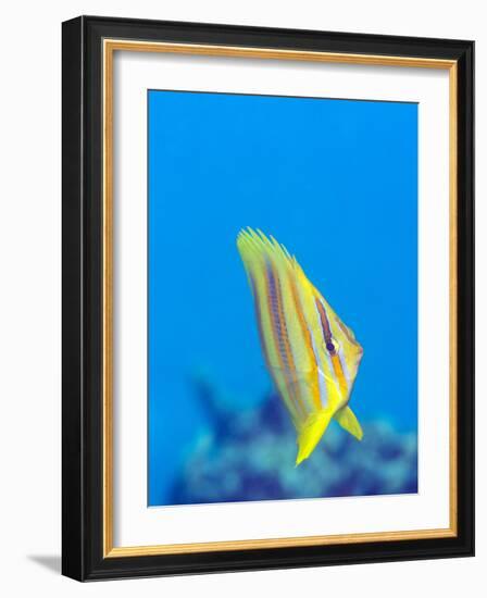 Rainford's Butterflyfish (Chaetodon Rainfordi), Cairns, Queensland, Australia, Pacific-Louise Murray-Framed Photographic Print