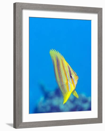 Rainford's Butterflyfish (Chaetodon Rainfordi), Cairns, Queensland, Australia, Pacific-Louise Murray-Framed Photographic Print