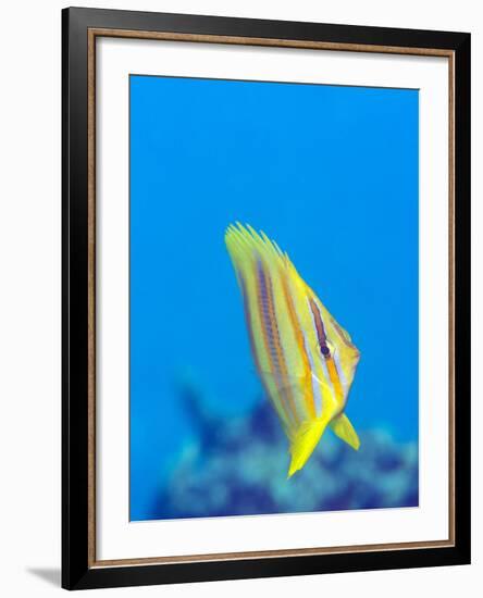 Rainford's Butterflyfish (Chaetodon Rainfordi), Cairns, Queensland, Australia, Pacific-Louise Murray-Framed Photographic Print