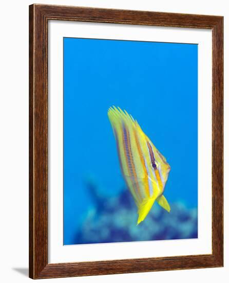 Rainford's Butterflyfish (Chaetodon Rainfordi), Cairns, Queensland, Australia, Pacific-Louise Murray-Framed Photographic Print