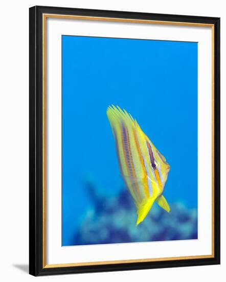 Rainford's Butterflyfish (Chaetodon Rainfordi), Cairns, Queensland, Australia, Pacific-Louise Murray-Framed Photographic Print