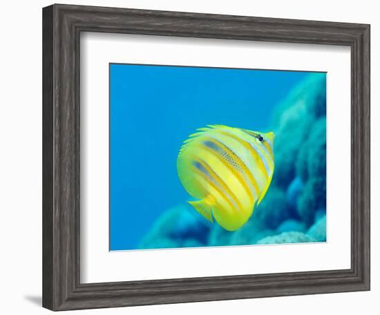 Rainford's Butterflyfish (Chaetodon Rainfordi), Cairns, Queensland, Australia, Pacific-Louise Murray-Framed Photographic Print