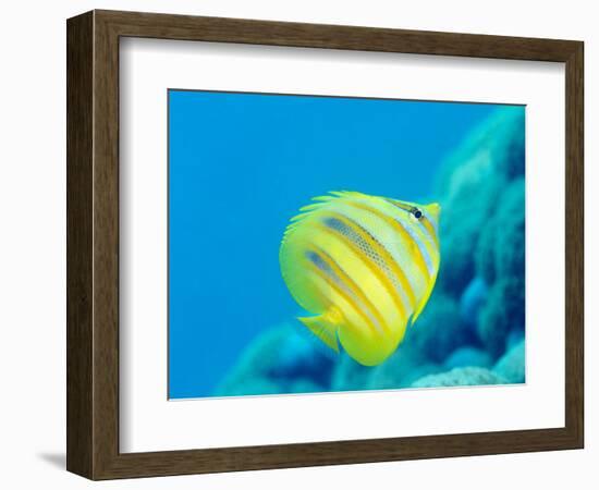 Rainford's Butterflyfish (Chaetodon Rainfordi), Cairns, Queensland, Australia, Pacific-Louise Murray-Framed Photographic Print