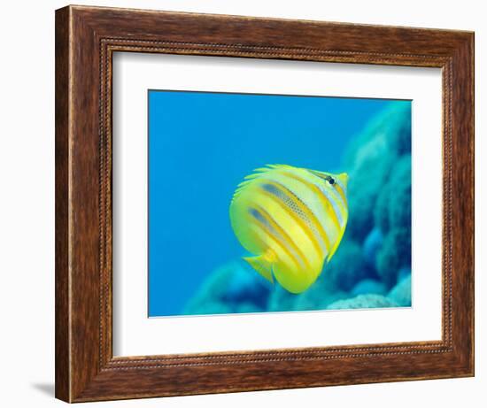 Rainford's Butterflyfish (Chaetodon Rainfordi), Cairns, Queensland, Australia, Pacific-Louise Murray-Framed Photographic Print