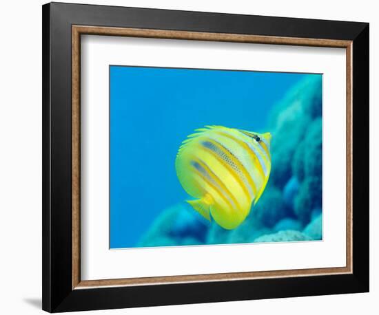 Rainford's Butterflyfish (Chaetodon Rainfordi), Cairns, Queensland, Australia, Pacific-Louise Murray-Framed Photographic Print