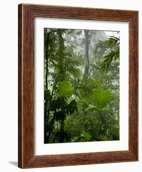 Rainforest Along Fortuna River, La Fortuna, Costa Rica-Paul Souders-Framed Photographic Print