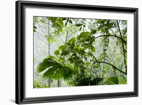 Rainforest Along Fortuna River-Paul Souders-Framed Photographic Print