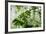 Rainforest Along Fortuna River-Paul Souders-Framed Photographic Print