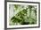 Rainforest Along Fortuna River-Paul Souders-Framed Photographic Print