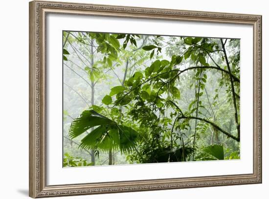 Rainforest Along Fortuna River-Paul Souders-Framed Photographic Print