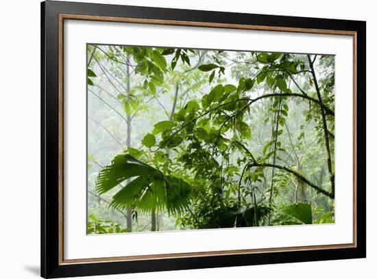 Rainforest Along Fortuna River-Paul Souders-Framed Photographic Print