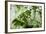 Rainforest Along Fortuna River-Paul Souders-Framed Photographic Print