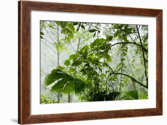 Rainforest Along Fortuna River-Paul Souders-Framed Photographic Print