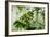 Rainforest Along Fortuna River-Paul Souders-Framed Photographic Print