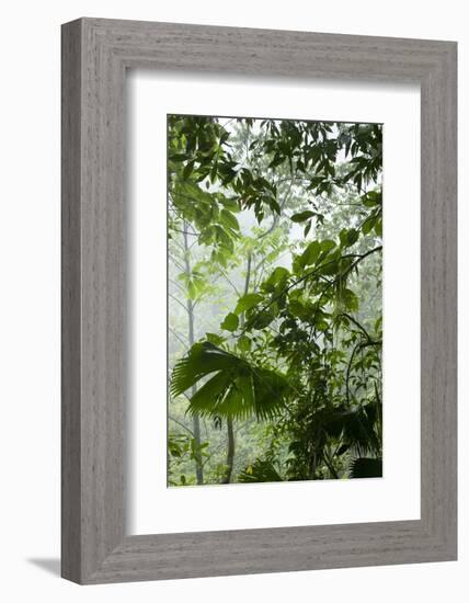 Rainforest Along Fortuna River-Paul Souders-Framed Photographic Print