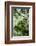 Rainforest Along Fortuna River-Paul Souders-Framed Photographic Print