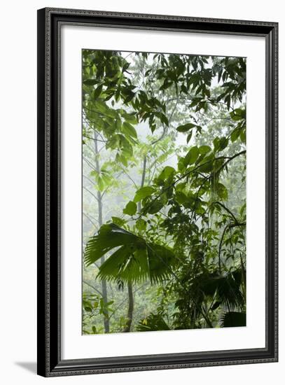 Rainforest Along Fortuna River-Paul Souders-Framed Photographic Print