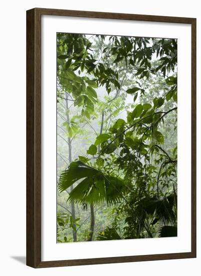 Rainforest Along Fortuna River-Paul Souders-Framed Photographic Print