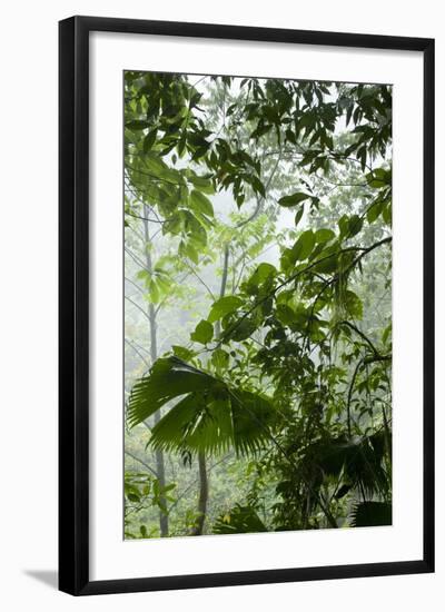 Rainforest Along Fortuna River-Paul Souders-Framed Photographic Print