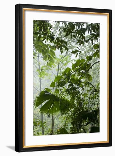 Rainforest Along Fortuna River-Paul Souders-Framed Photographic Print