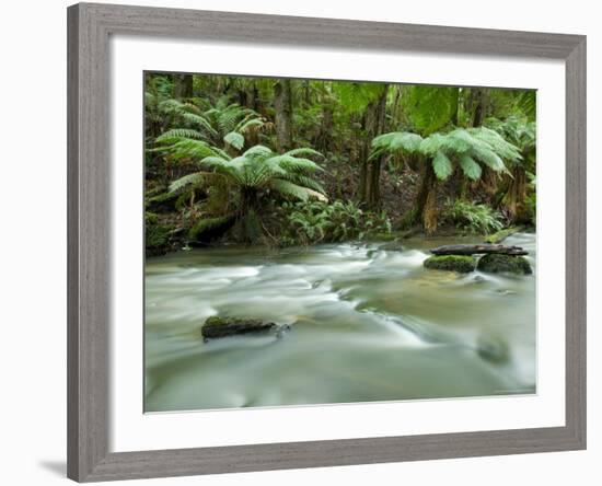 Rainforest, Beauchamp Falls, Great Ocean Road, Otway N.P., Victoria, Australia-Thorsten Milse-Framed Photographic Print