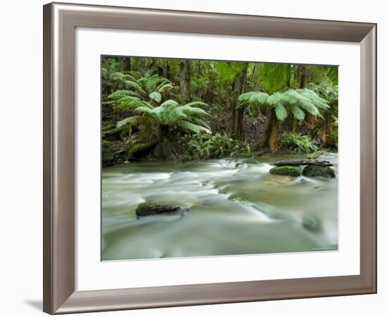 Rainforest, Beauchamp Falls, Great Ocean Road, Otway N.P., Victoria, Australia-Thorsten Milse-Framed Photographic Print