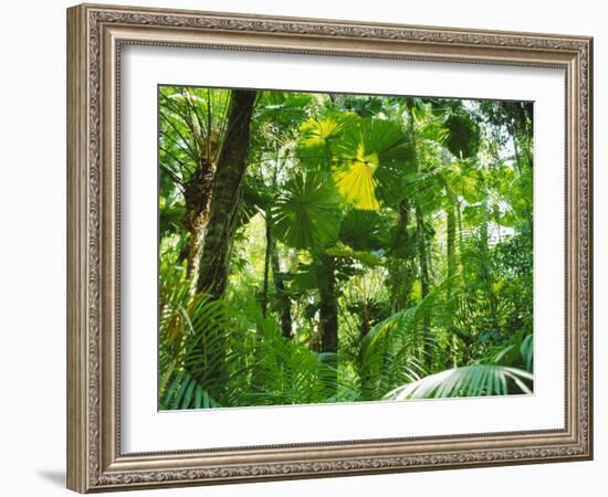 Rainforest Canopy, Cape Tribulation National Park, Queensland, Australia-Amanda Hall-Framed Photographic Print