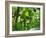 Rainforest Canopy, Cape Tribulation National Park, Queensland, Australia-Amanda Hall-Framed Photographic Print