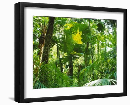 Rainforest Canopy, Cape Tribulation National Park, Queensland, Australia-Amanda Hall-Framed Photographic Print