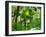 Rainforest Canopy, Cape Tribulation National Park, Queensland, Australia-Amanda Hall-Framed Photographic Print