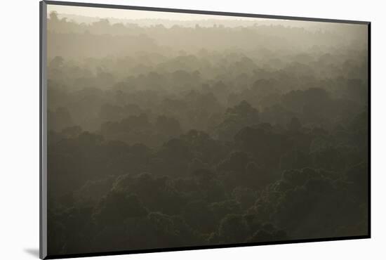 Rainforest Canopy, Guyana-Pete Oxford-Mounted Photographic Print