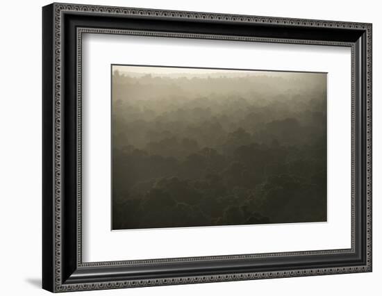 Rainforest Canopy, Guyana-Pete Oxford-Framed Photographic Print