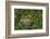 Rainforest Canopy. Kupinang Region, Guyana-Pete Oxford-Framed Photographic Print