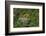 Rainforest Canopy. Kupinang Region, Guyana-Pete Oxford-Framed Photographic Print