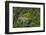 Rainforest Canopy. Kupinang Region, Guyana-Pete Oxford-Framed Photographic Print