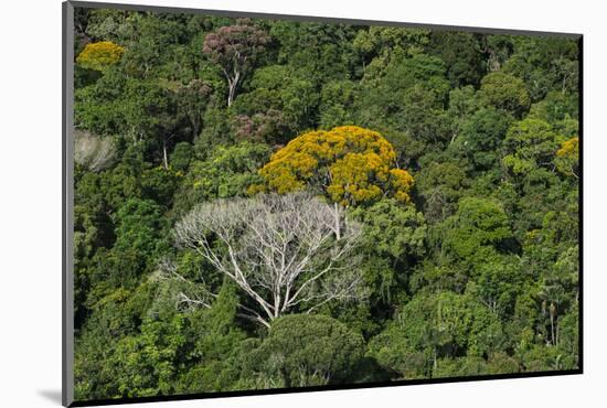 Rainforest Canopy. Kupinang Region, Guyana-Pete Oxford-Mounted Photographic Print