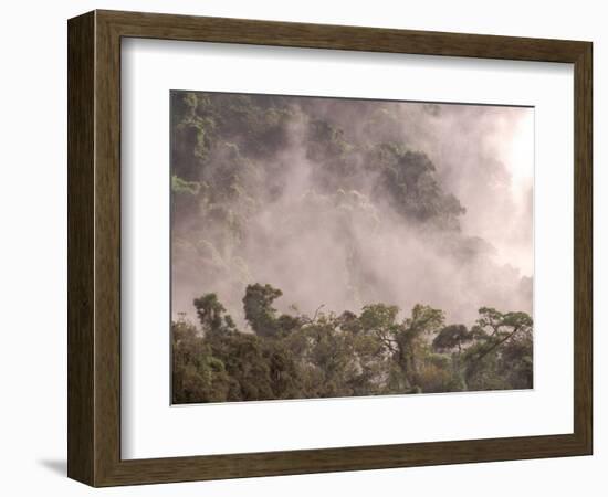 Rainforest Canopy, Marojejy Reserve, Madagascar-Pete Oxford-Framed Photographic Print